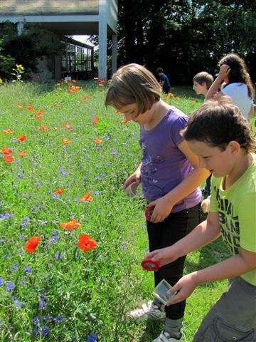 Bl�tenmeer auf dem Schulhof der Wilhelm-Busch-Schule