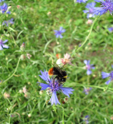 Bl�tenmeer auf dem Schulhof der Wilhelm-Busch-Schule