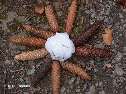 Collage aus Tannenzapfen, sten, Schneebllen