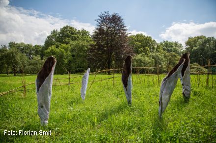 Pablo Hirndorf: Wildflower (Foto: Florian Smit)